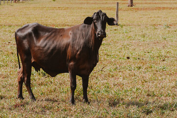 Cattle breeding in Brazil. Livestock and farming are the main activities that drive Brazil's economy.