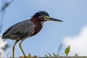 Green Heron