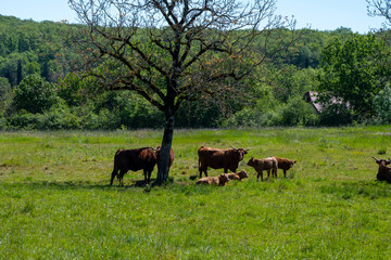 Green pastures with grazing cows in Perigord Limousin Regional Natural Park, Dordogne, France in spring