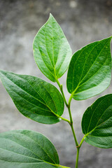 Green betel leaves on a dark wall background. These leaves have many benefits.