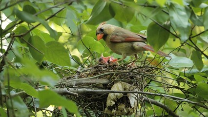 The northern cardinal (Cardinalis cardinalis) on a nest in the Delaware forest.