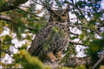 Great Horned Owl (Bubo virginianus)