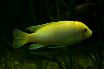 The Scrapermouth mbuna (Labeotropheus trewavasae).