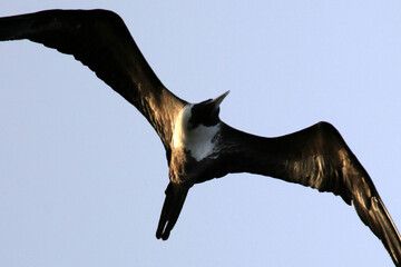 Fragata gigante dando show de habilidade no voo em Ponta Negra - Maricá - RJ 