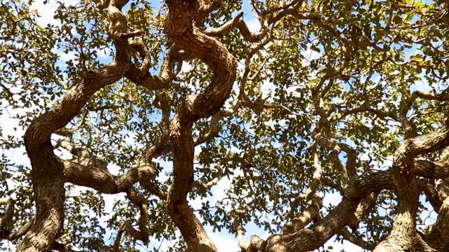Typical pequi caryocar brasiliense tree with twisted trunk typical of the Brazilian cerrado biome