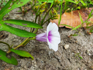 Ipomoea reptans has purple flowers. The leaves of this plant can be cooked as a vegetable.