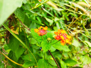 Lantana urticoides is a wild plant that has a beautiful orange color and green and black seeds.