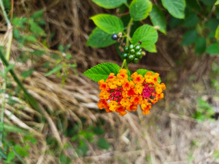 Lantana urticoides is a wild plant that has a beautiful orange color and green and black seeds.