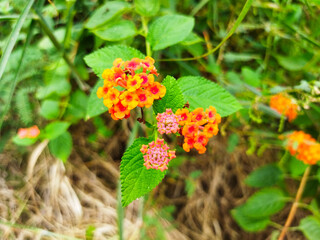 Lantana urticoides is a wild plant that has a beautiful orange color and green and black seeds.