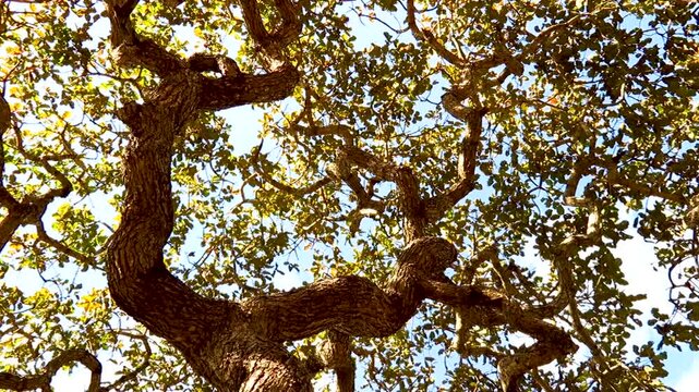 Typical pequi caryocar brasiliense tree with twisted trunk typical of the Brazilian cerrado biome