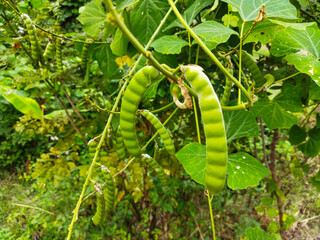 Pisum sativum is a type of vegetable in the form of beans. The flowers are purple and the fruit is green.