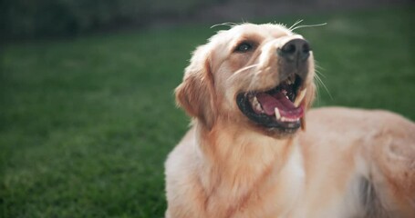 Relax, dog or pet outdoor on grass panting for happy, healthy and care free in park for summer fun. Animal, puppy or golden retriever in nature calm for break, rest and comfortable in backyard