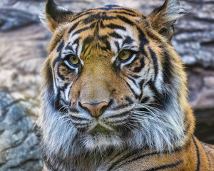 Bengal Tiger at the Zoo