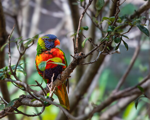 Rainbow Lorikeet bird in the Zoo