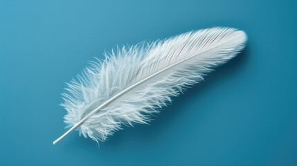 'white isolated feather bird macro beauty abstract accessory angel animal background colours concept down elegance fluffy fragility freedom goose gravity health image levitation lightweight  