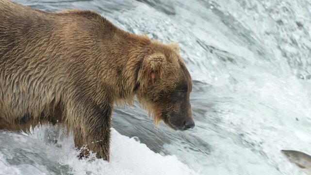 Brown Bear #854 Divot catches a sockeye salmon at Brooks Falls in Alaska - Slow Motion