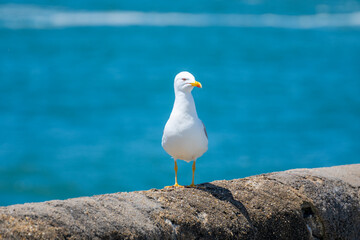Fototapeta premium Seagull sea bird on beach promenade in touristic Biarritz city, Basque Country, Bay of Biscay of Atlantic ocean, France