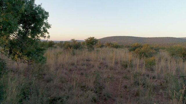 Aerial Drone Tracking Shot Over South African Savana.