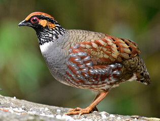 male