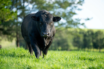 Beef cows, calves and bulls grazing on grass in Australia. eating hay and silage. breeds include speckled park, murray grey, angus and brangus. herd of cattle in the countryside in spring.