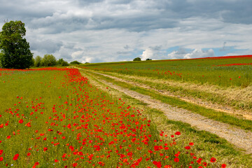 Colorful nature background, poppy and blue flax linen fields with many red poppy flowers, Charente, France in spring