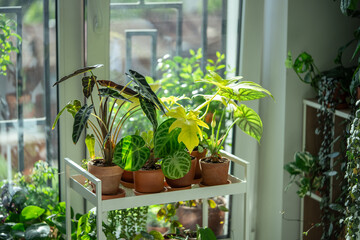 Indoor plants in ceramic pots on cart at home. Houseplants Alocasia Bambino, Anthurium Silver Blush, Alocasia Baginda Dragon Scale, Philodendron selloum Gold Satin on metal shelfs near window © DimaBerlin