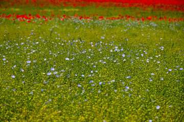 Colorful nature background, blue flax linen plants in blossom on fields with red poppy flowers,...