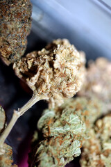 Cannabis various buds super private collection medical marihuana grass mania macro background high quality focus stack fifty megapixels printings