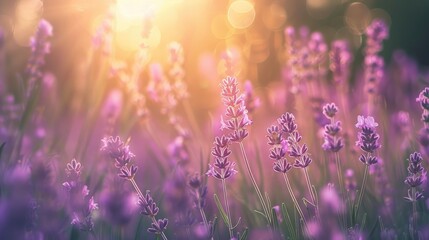 Obraz premium Purple lavender flowers blooming in meadows with green grass violet blooms in summer blurry natural backdrop toned image with soft focus artistic photography