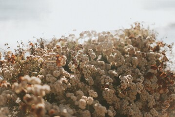 Flowers by the Beach