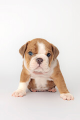 english bulldog puppy