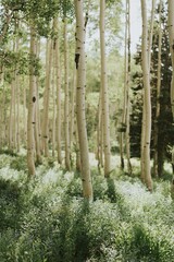 Aspen Grove Trees Utah Mountain