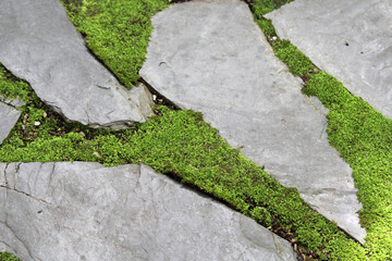 Stone pathway with green moss growing between the stones