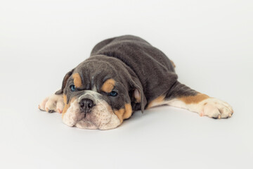 Obraz premium English Bulldog Puppy