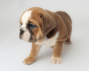 English Bulldog Puppy