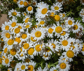 Obraz premium white daisies in the garden. wild daisy.