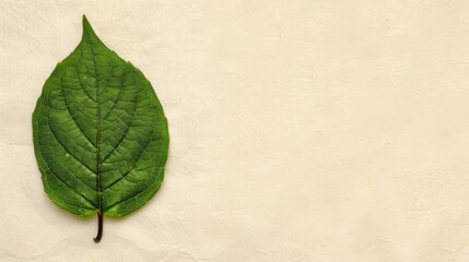 Fototapeta premium Close-up of a single green leaf on a beige background, perfect for nature and minimalistic design themes.