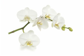 Elegant white orchid flowers on a stem isolated against a white background, showcasing their delicate beauty and intricate details.