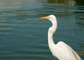 Life of heron in a lake