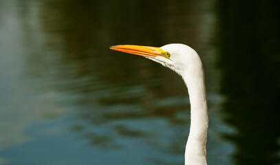 Life of heron in a lake