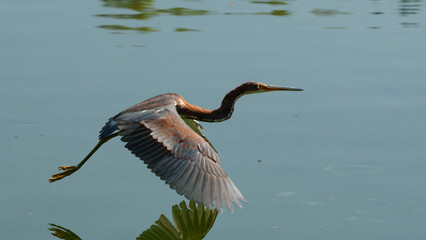 Life of heron in a lake