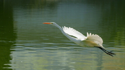 Life of heron in a lake