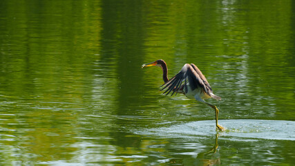 Life of heron in a lake