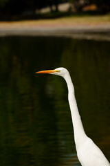 Life of heron in a lake