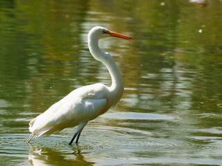 Fototapeta premium Life of heron in a lake