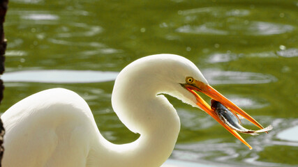 Life of heron in a lake