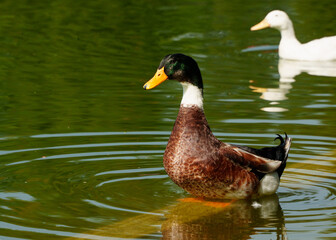 Canadian duck and white duck