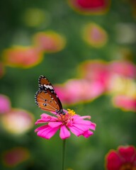 butterfly on flower
