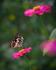 monarch butterfly on flower