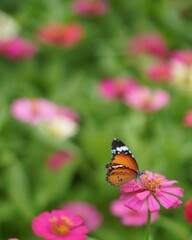 butterfly on flower